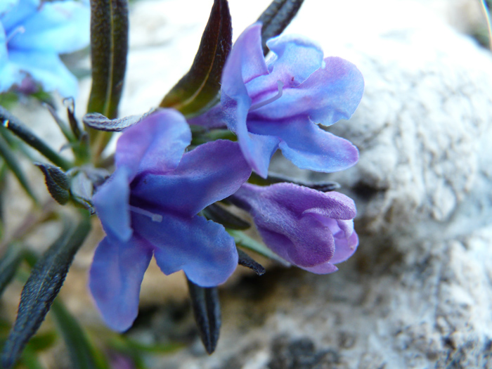 Lithodora rosmarinifolia / Erba-perla mediterranea